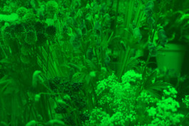 Grow Your Own Cloud